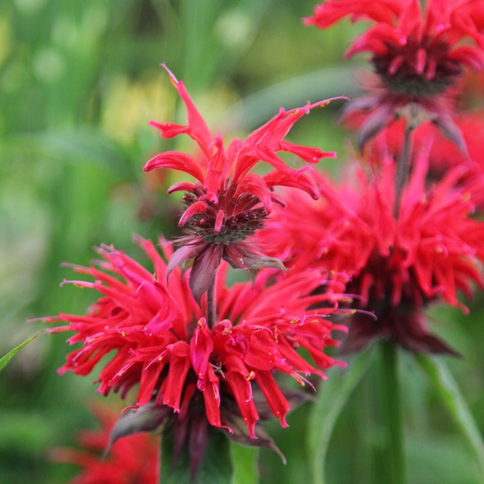 Monarda didyma 'Gardenview Scarlet'